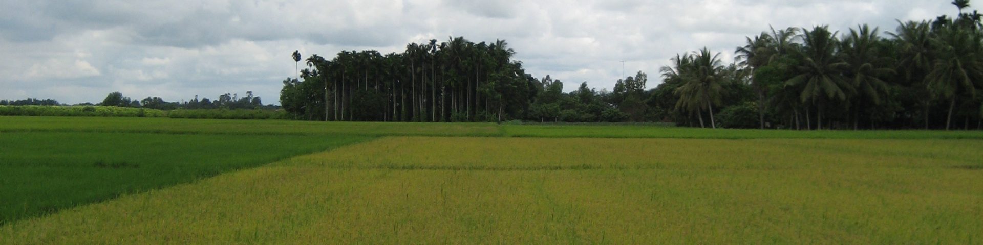 Mekong Rice Fields