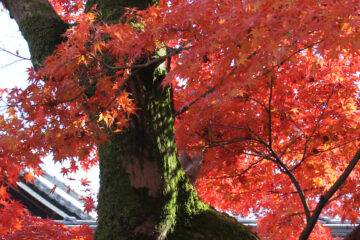 Kyoto in the Autumn
